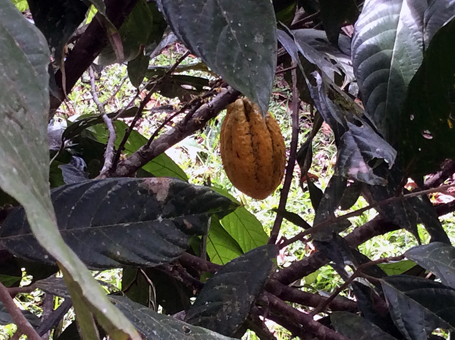 Mindo - El Quetzal - Tour de Chocolate