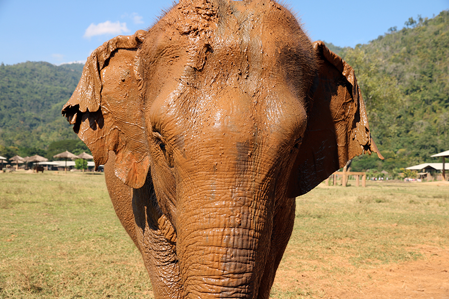 Elephant Nature Park - Nach dem Bad im Fluss
