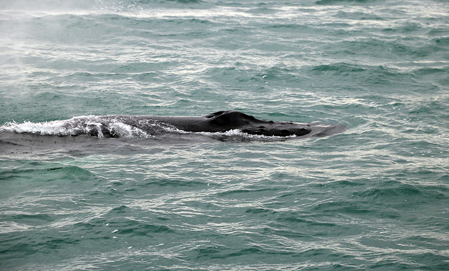 Whale Watching in Husavik - Buckelwal