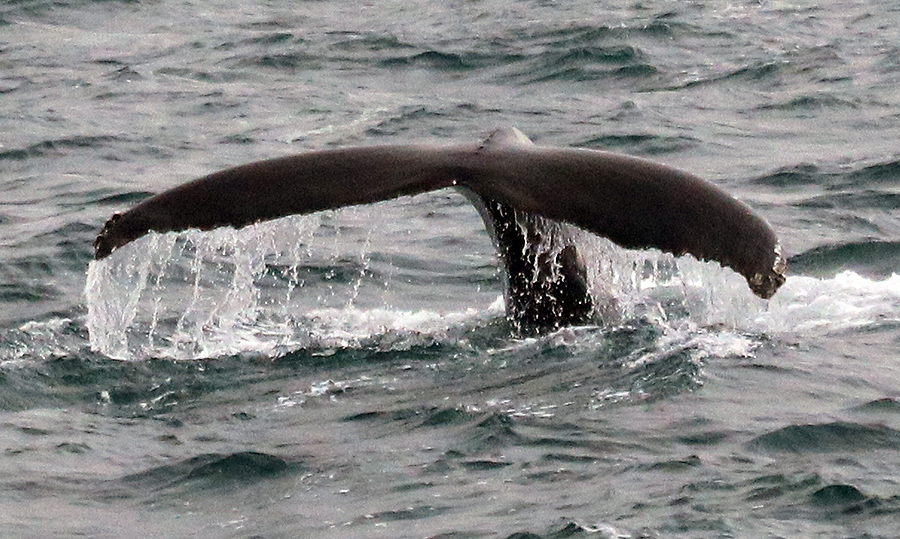 Whale Watching in Husavik - Buckelwal