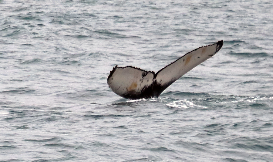 Whale Watching in Husavik - Buckelwal