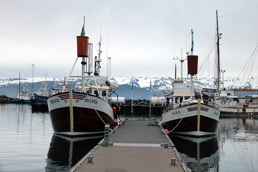 Whale Watching in Husavik - Fischkutter