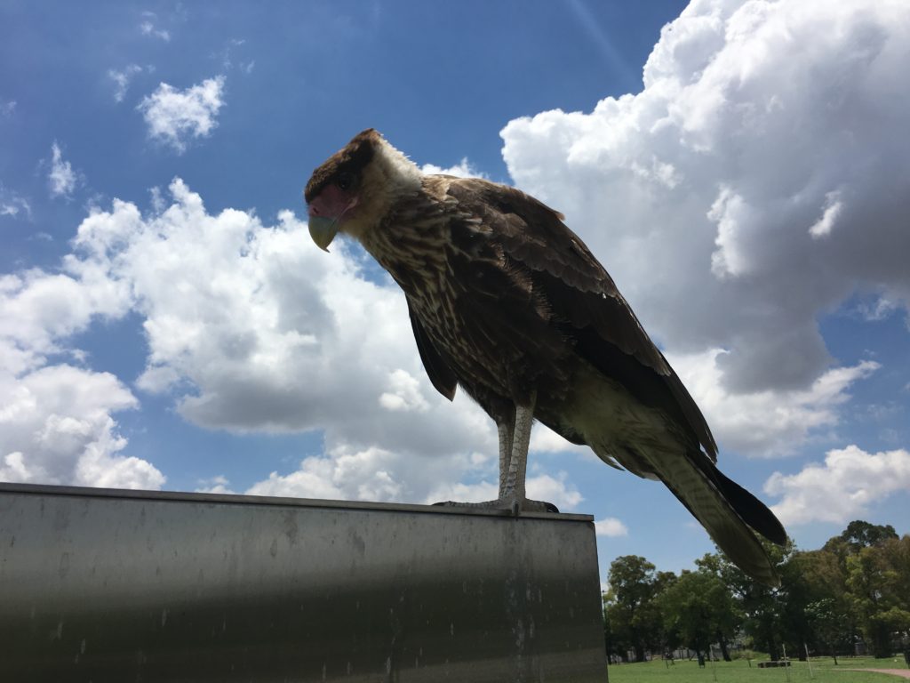 Buenos Aires - Floralis Genérica - Vogel