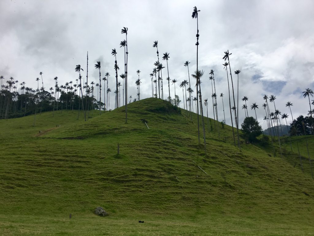 Salento - Cocora Valley Wachspalmen